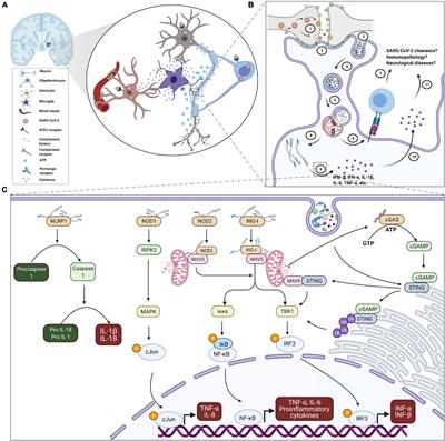 Microglial Implications in SARS-CoV-2 Infection and COVID-19: Lessons From Viral RNA Neurotropism and Possible Relevance to Parkinson’s Disease